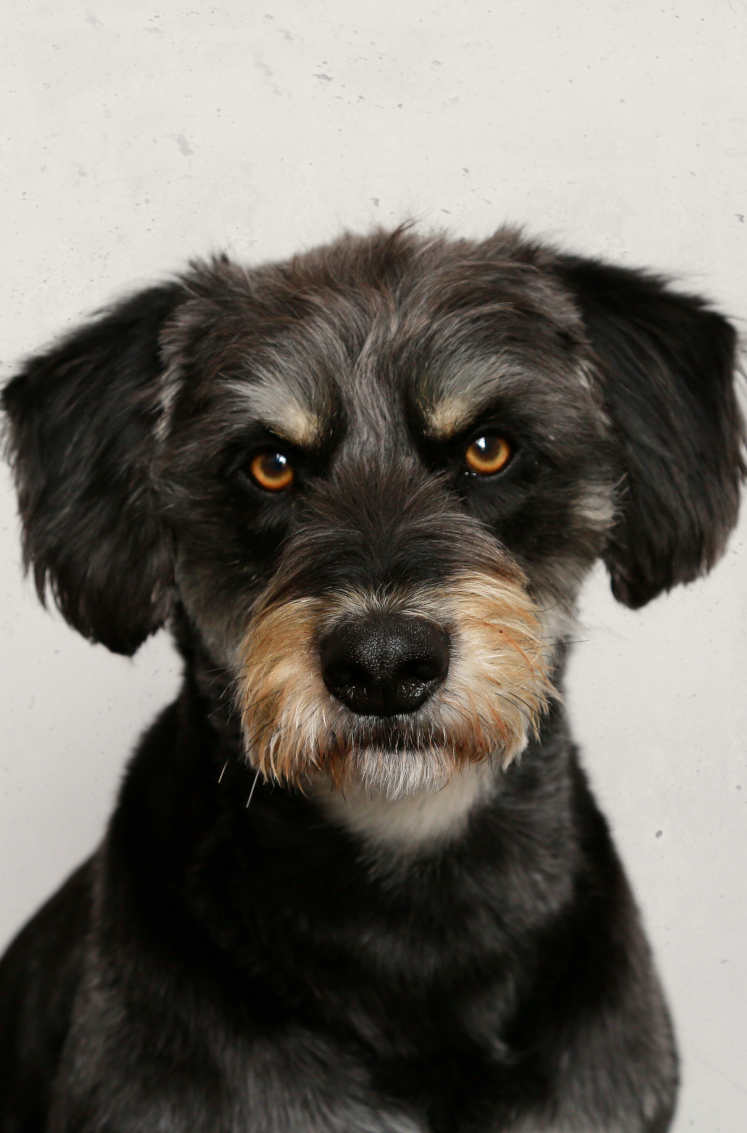 Barney